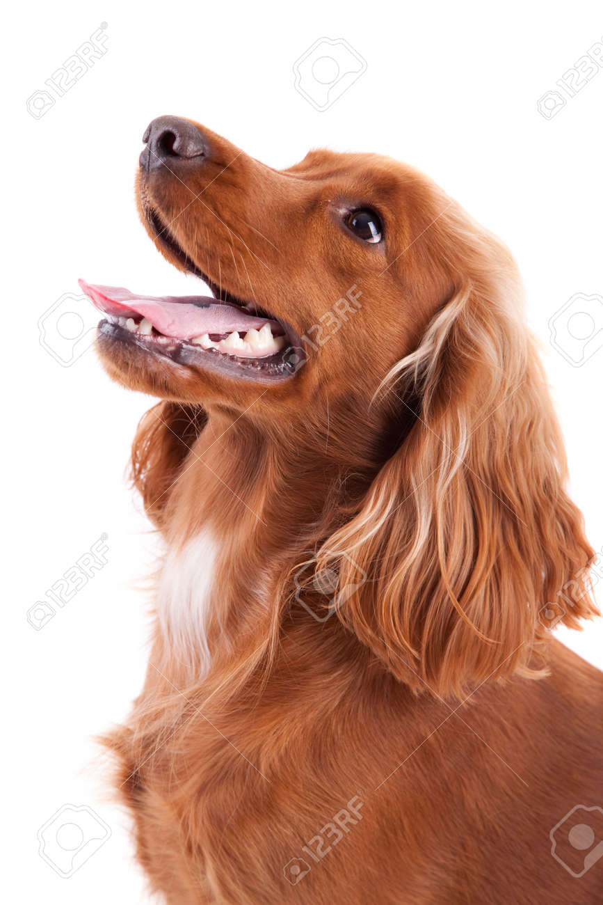 Bebe Cocker Spaniel Isole Sur Fond Blanc Banque D Images Et Photos Libres De Droits Image