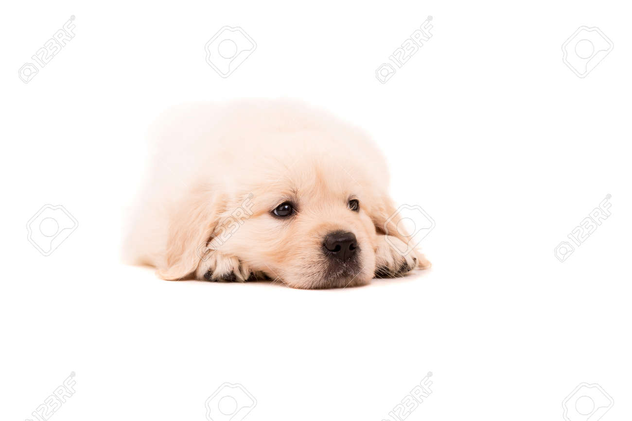 Studio Photo Of A Baby Golden Retriever Isolated Over A White Background Stock Photo Picture And Royalty Free Image Image Studio Photo Of A Baby Golden Retriever Isolated Over A White Background Stock Photo Picture And Royalty Free Image Image