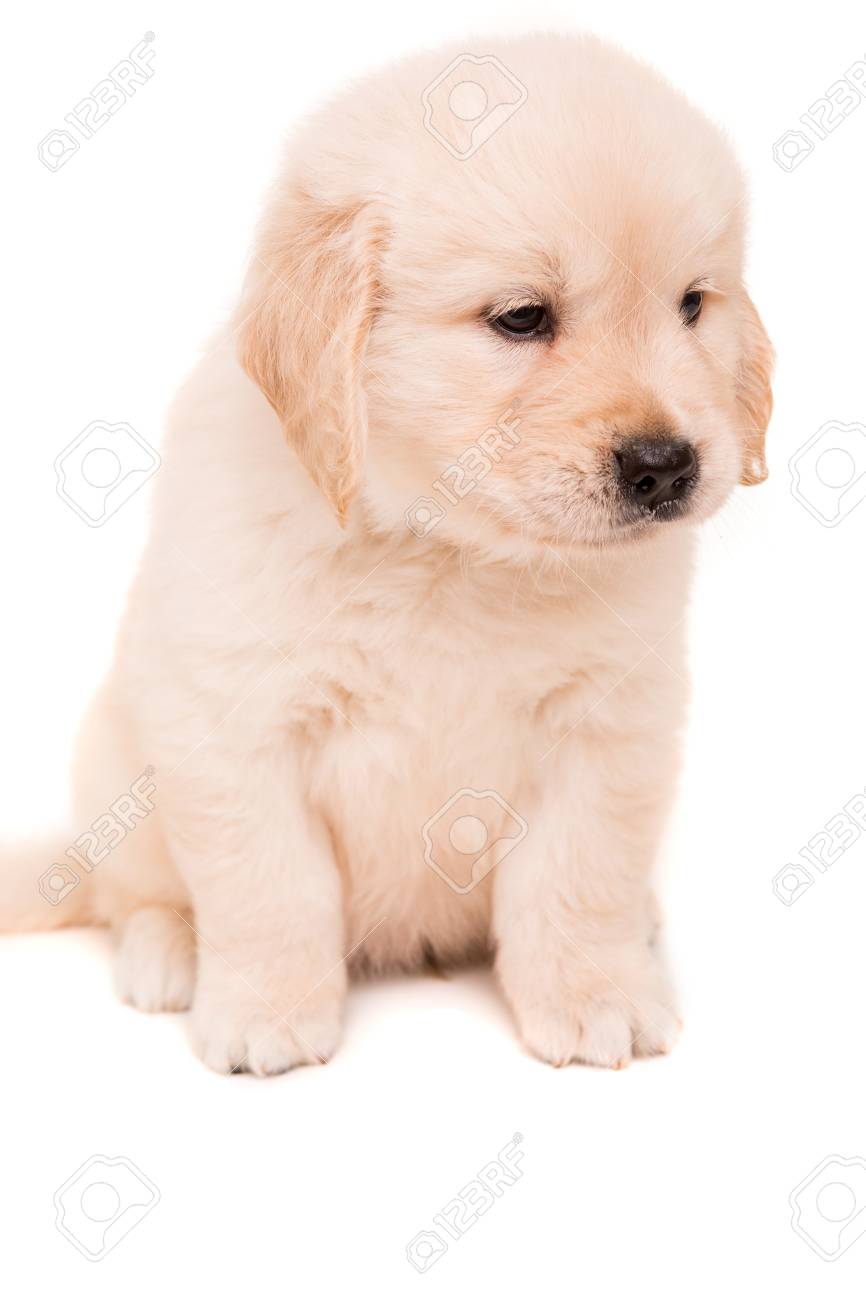 baby golden retriever