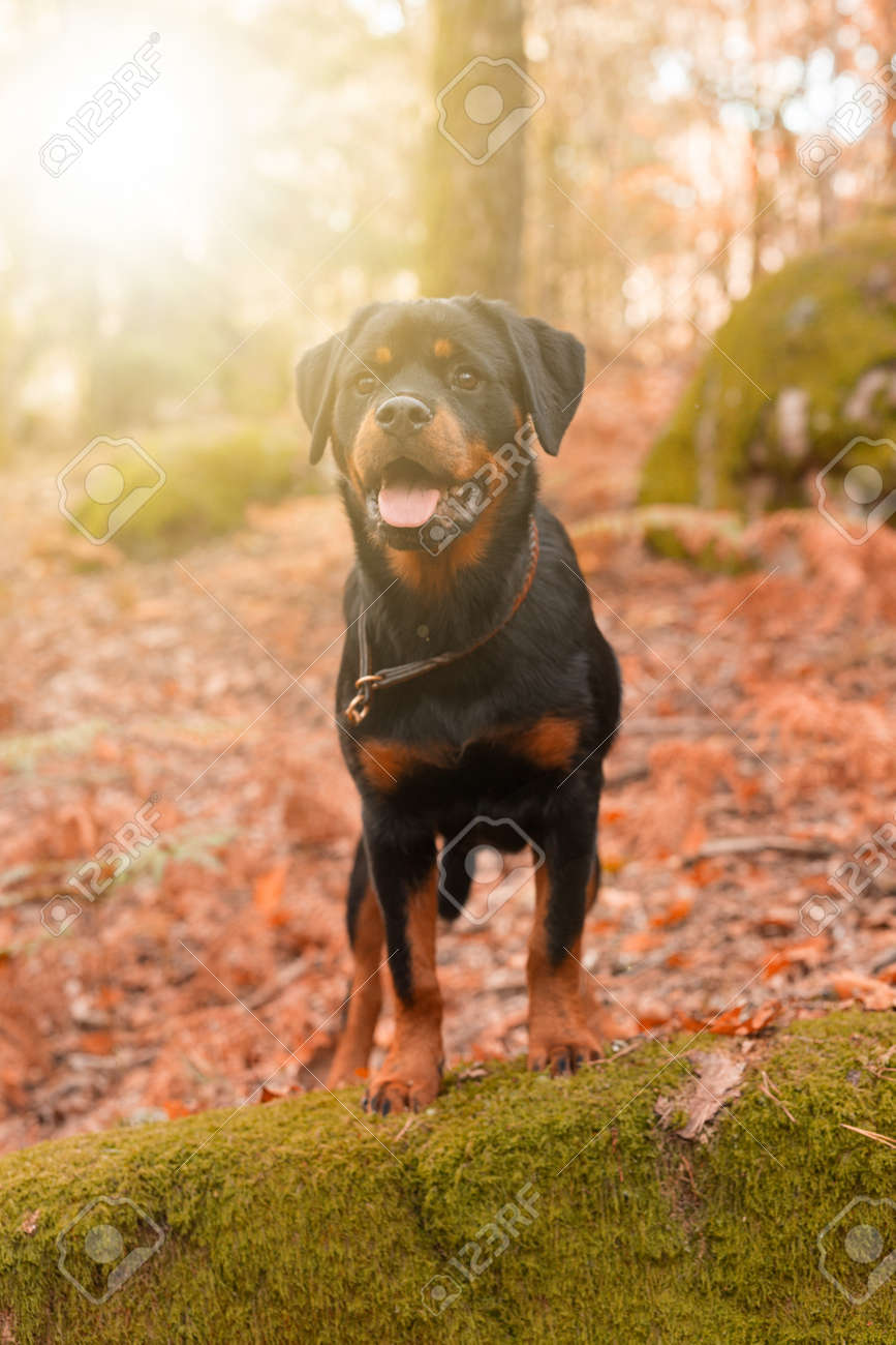 beautiful rottweiler