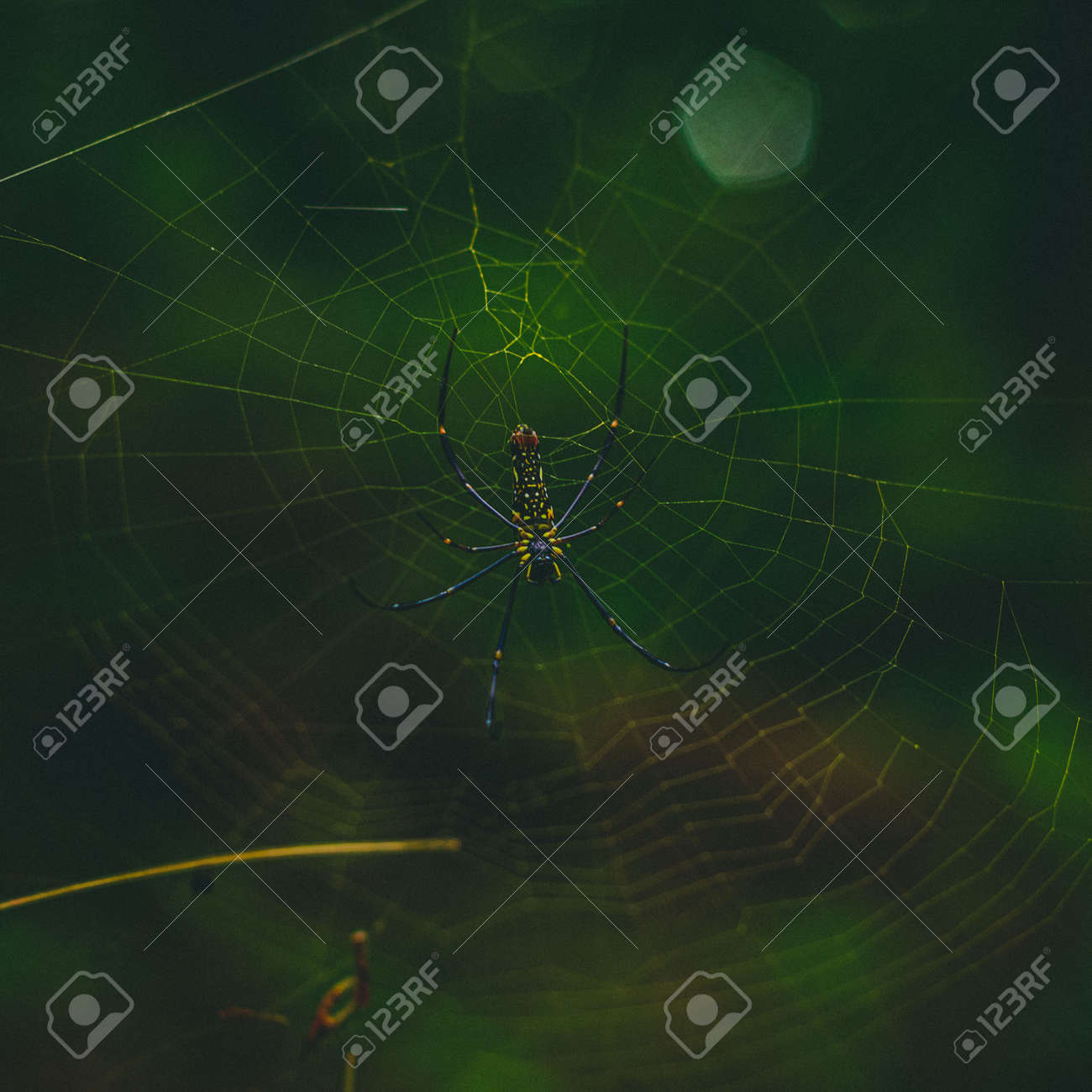 etiam-dictum-ipsum-a-felis