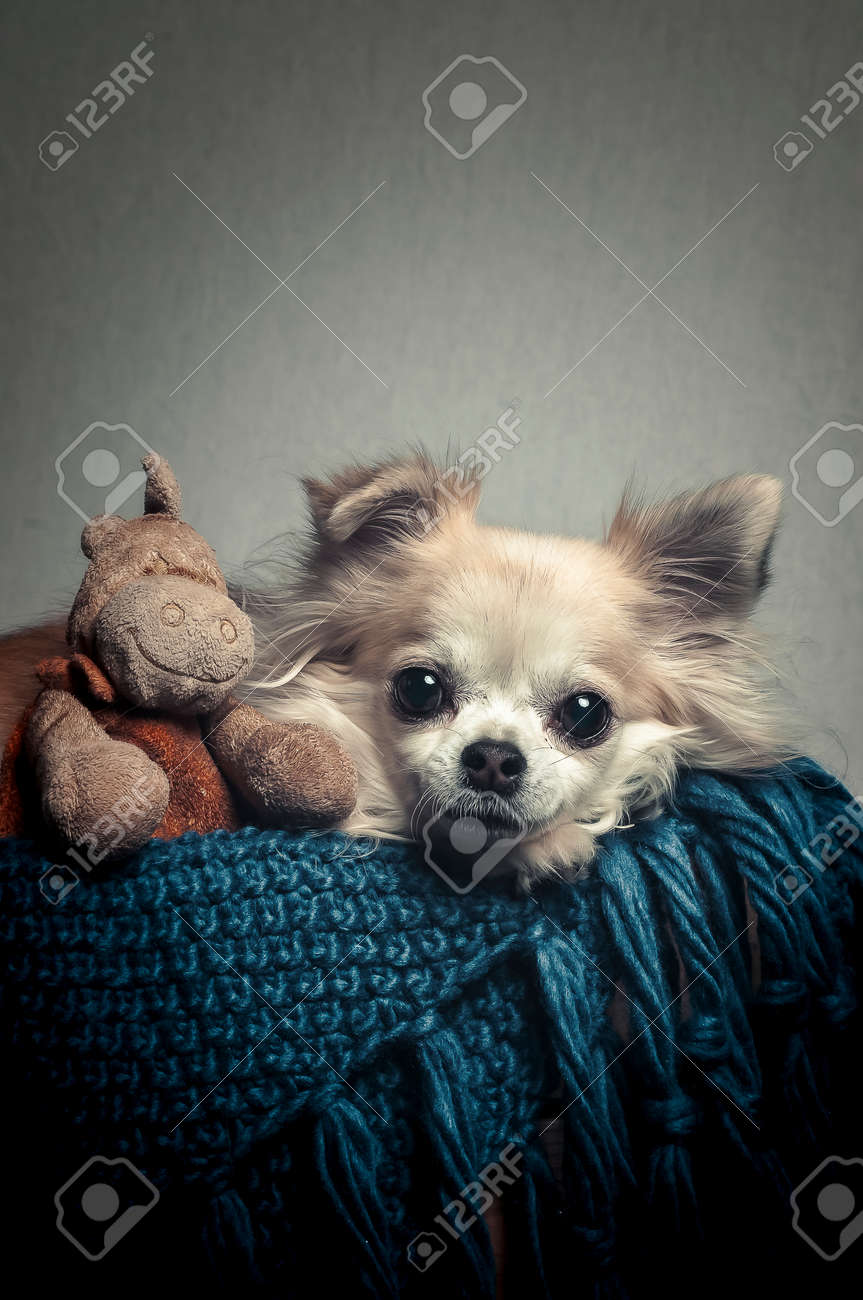 long haired chihuahua plush