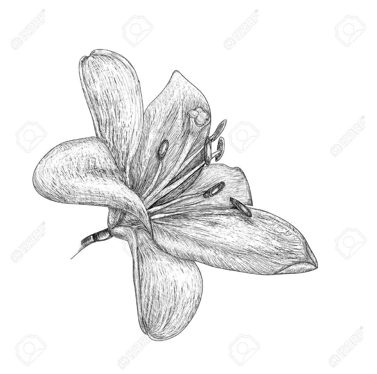 flowers lily, painting sketch - 16012783 flowers lily, painting sketch - 16012783