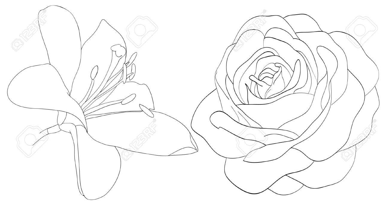 set of shape roses and lilies isolated on white. Many similarities to the author's profile - 18120351 set of shape roses and lilies isolated on white. Many similarities to the author's profile - 18120351