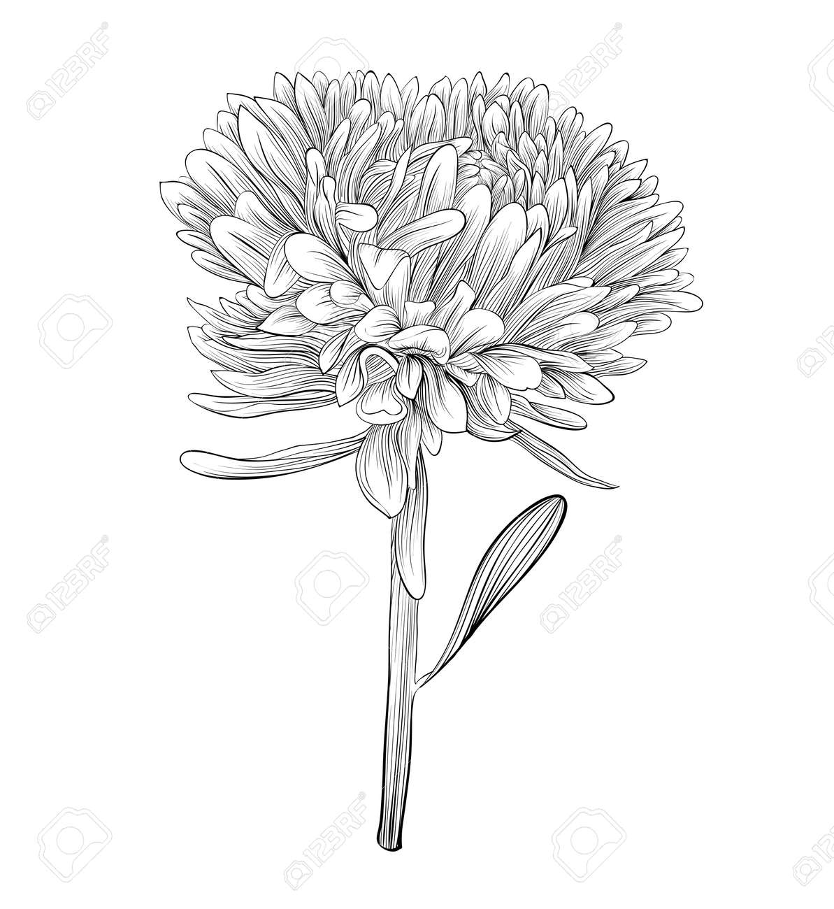 beautiful monochrome, black and white aster flower isolated Hand-drawn contour lines and strokes Perfect for background greeting cards and invitations to the day of the wedding, birthday and Valentine - 27375675 beautiful monochrome, black and white aster flower isolated Hand-drawn contour lines and strokes Perfect for background greeting cards and invitations to the day of the wedding, birthday and Valentine - 27375675