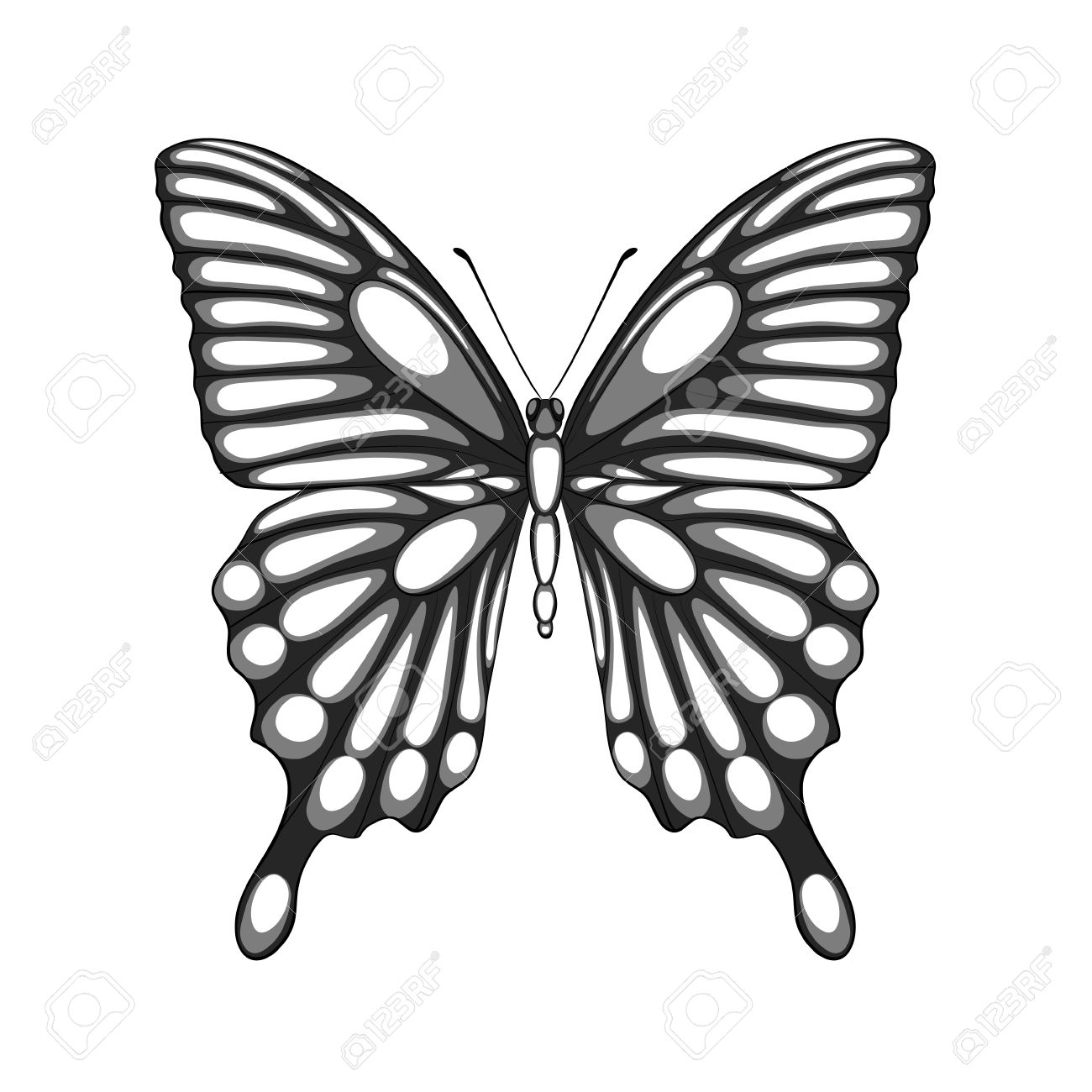 Beautiful Black And White Butterfly With Watercolor Effect