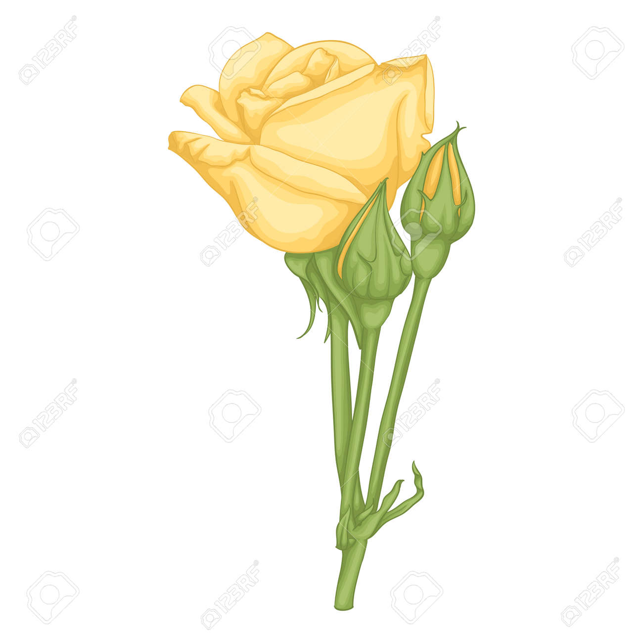 Beautiful Yellow Rose Isolated On White Background For Greeting Royalty Free Cliparts Vectors And Stock Illustration Image 48051610 Yellow rose, digital drawing tutorial. beautiful yellow rose isolated on white background for greeting