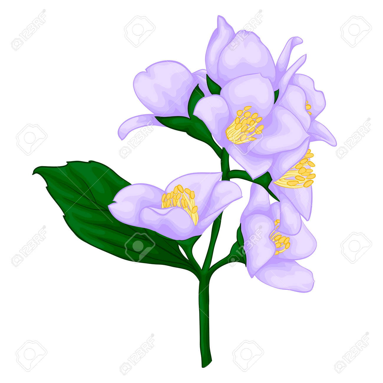 beautiful jasmine branch isolated on white background. for greeting cards and invitations of the wedding, birthday, Valentine's Day, mother's day and other seasonal holidays - 48051811 beautiful jasmine branch isolated on white background. for greeting cards and invitations of the wedding, birthday, Valentine's Day, mother's day and other seasonal holidays - 48051811
