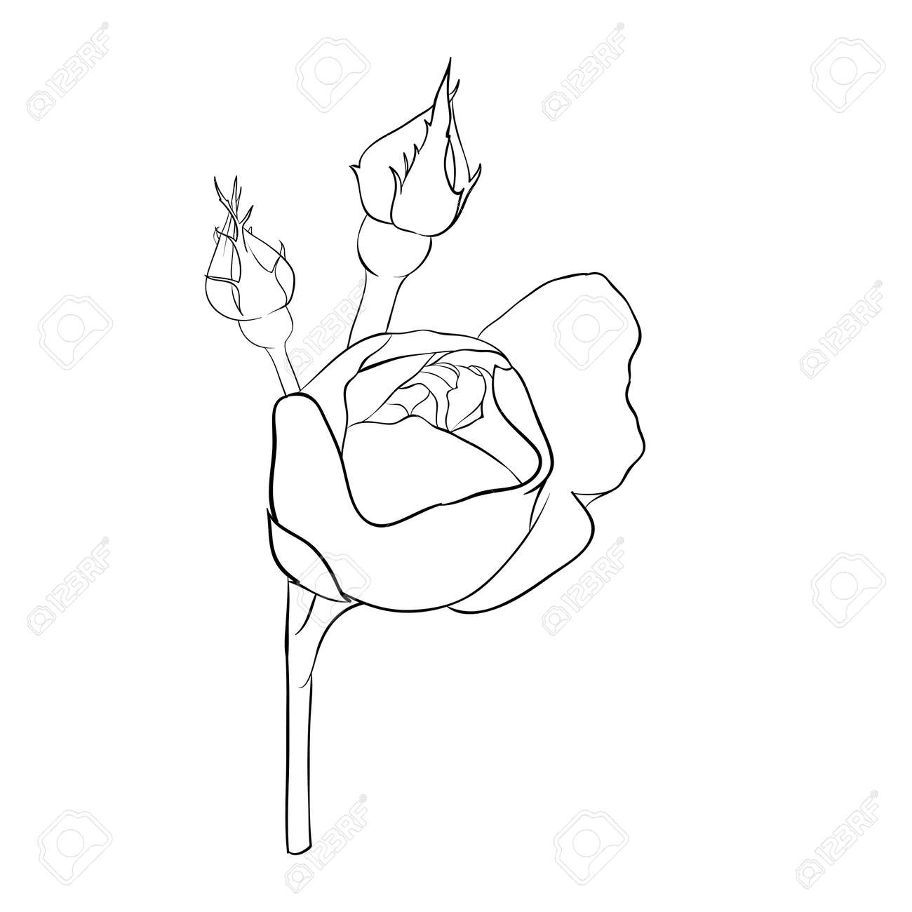 無料イラスト画像 最高のモノクロ バラ イラスト 手書き