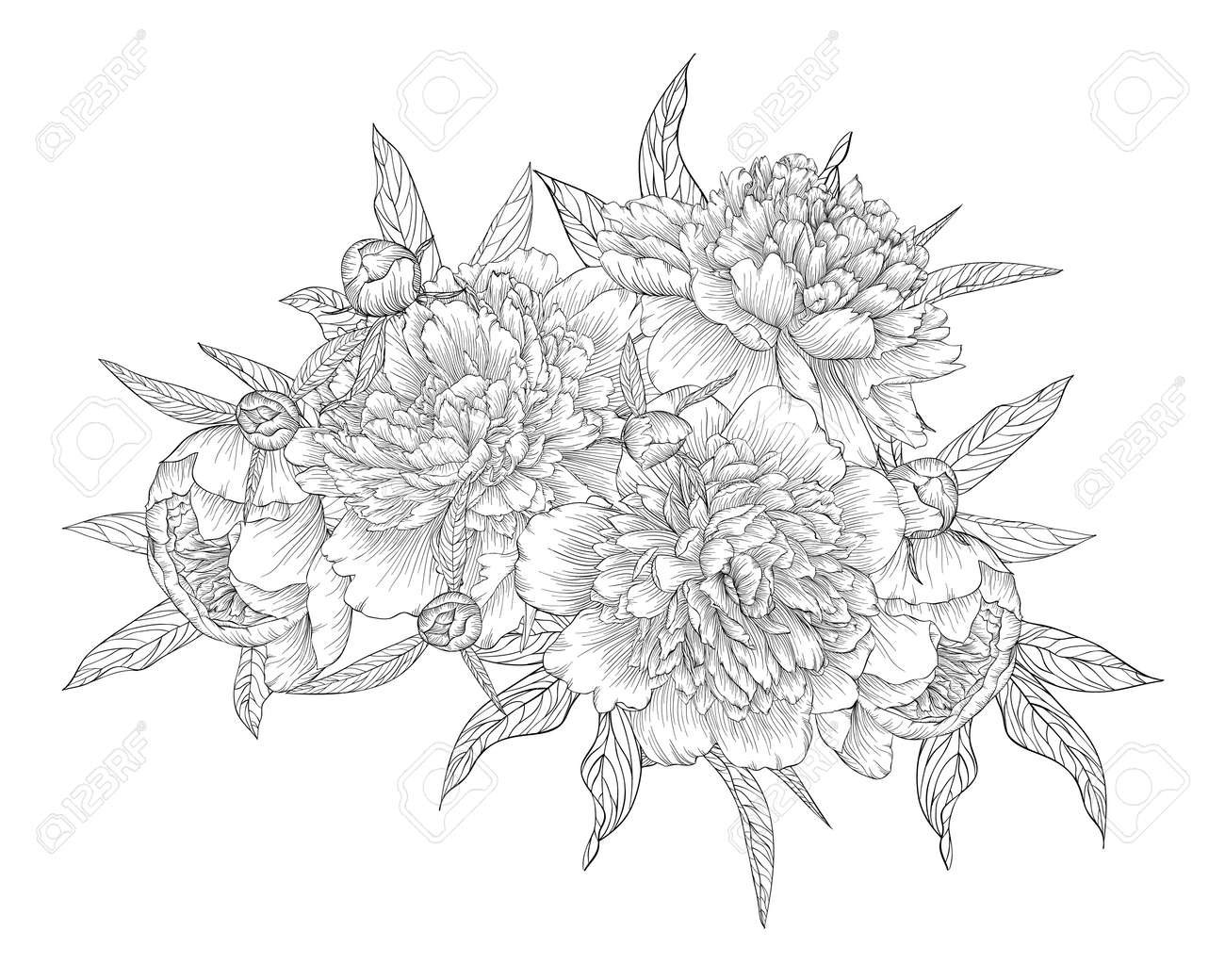 Beau Noir Monochrome Et Blanc Bouquet Pivoine Isole Sur Fond La Conception Carte De Voeux Et Invitation Du Mariage Anniversaire Saint Valentin Le Jour De Mere Et D Autres Vacances Clip Art Libres