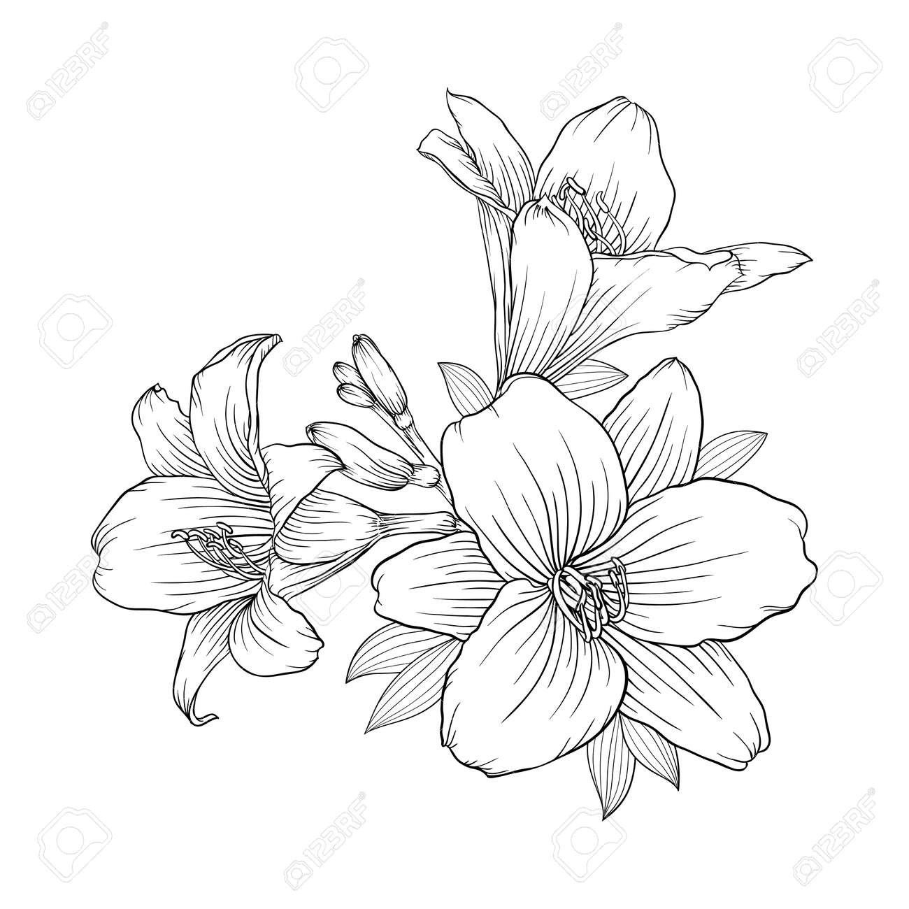 美しいモノクロの白と黒の花束ユリの背景に分離されました 手描き グリーティング カードと招待状結婚式 誕生日 バレンタインデー 母の日 その他の休日を設計します のイラスト素材 ベクタ Image 美しいモノクロの白と黒の花束ユリの背景に分離されました 手描き グリーティング カードと招待状結婚式 誕生日 バレンタインデー 母の日 その他の休日を設計します のイラスト素材 ベクタ Image
