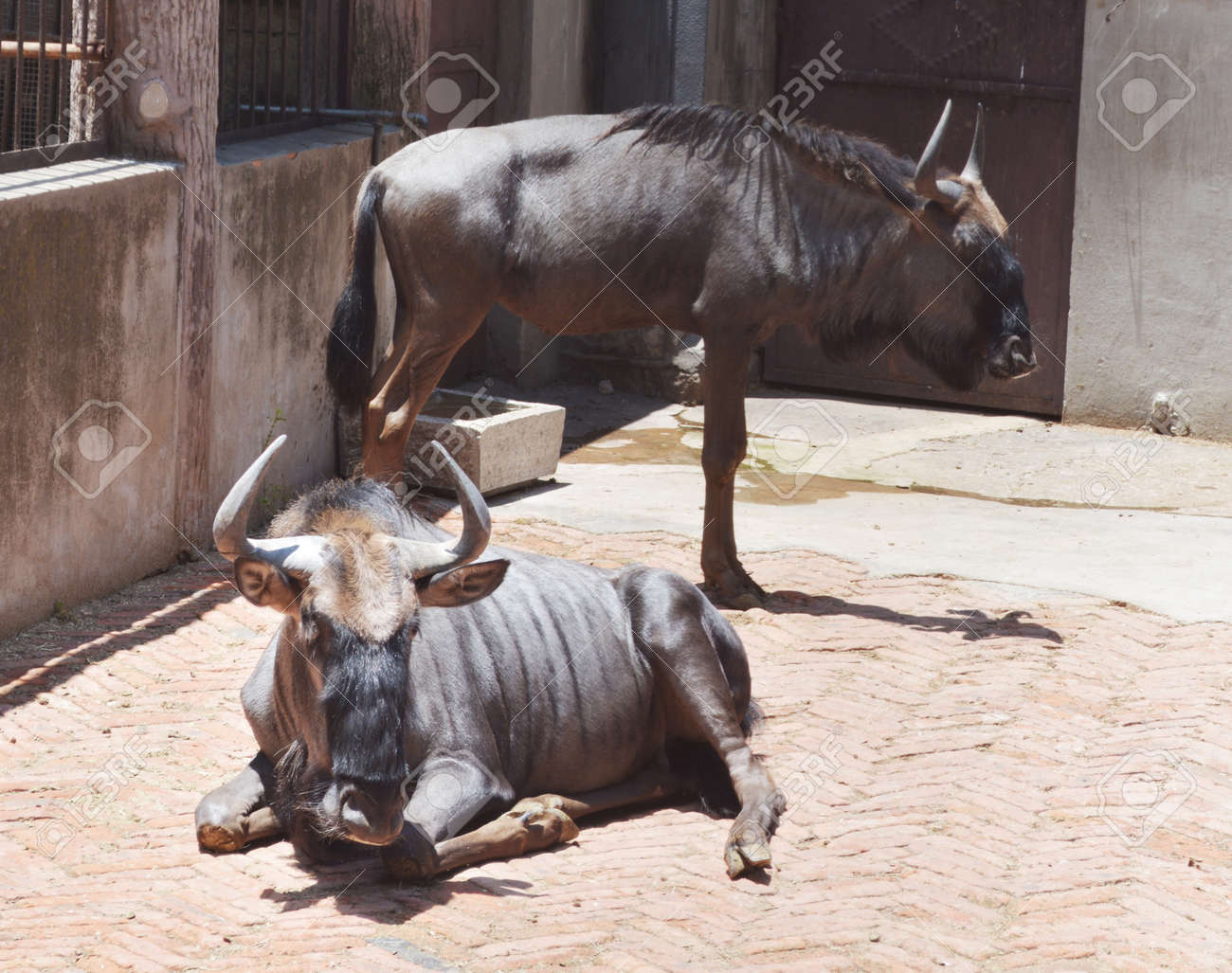 動物園でヌー の写真素材 画像素材 Image 動物園でヌー の写真素材 画像素材 Image