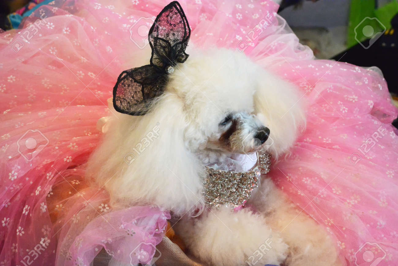 pomeranian with clothes