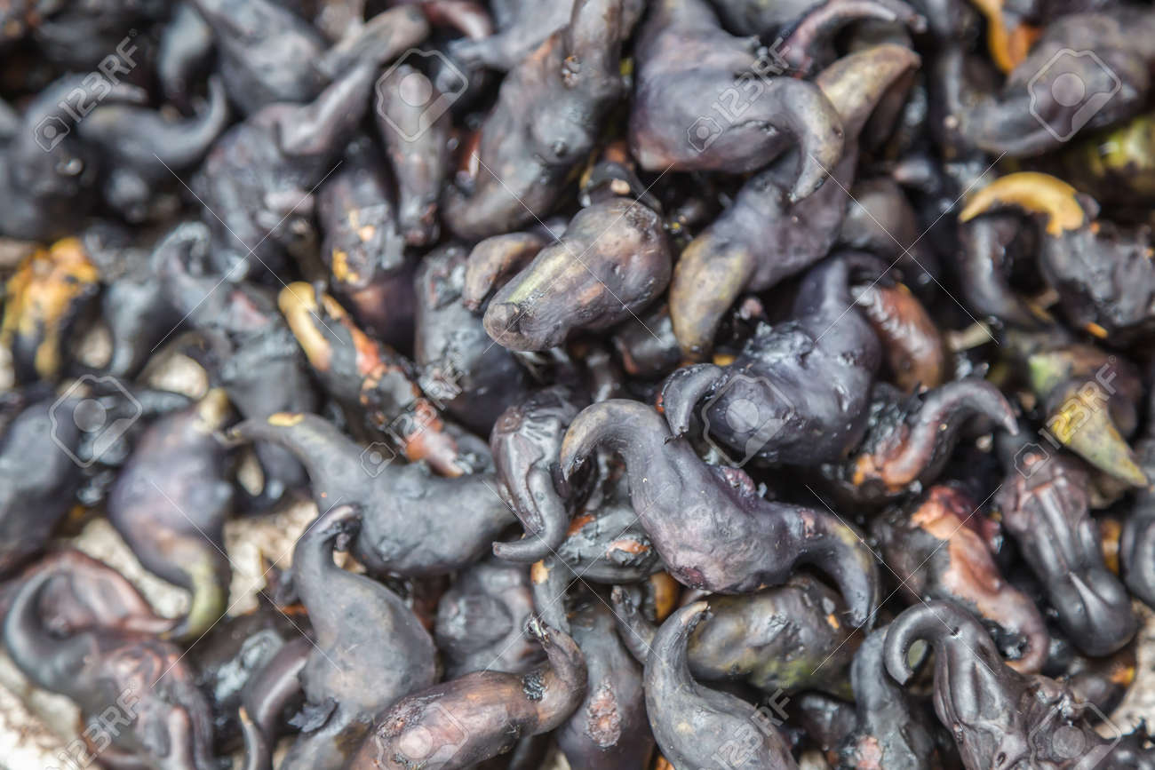 etiam-dictum-ipsum-a-felis