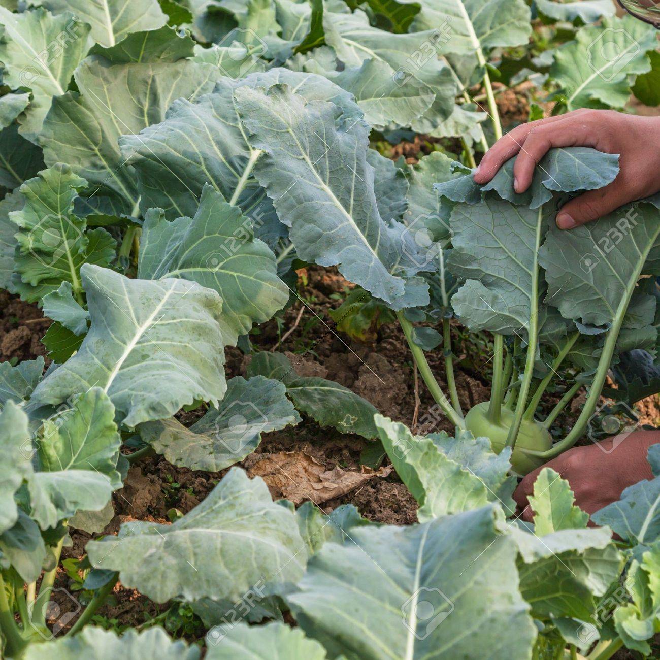 Chou Rave Est Un Legume Vert Qui A Des Feuilles Semblable A Un