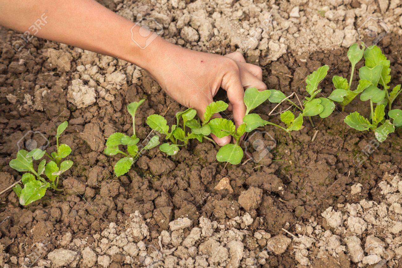 Sapling Of Baby Chinese Cabbage A Kind Of Cabbage Also Called Endive Stock Photo Picture And Royalty Free Image Image