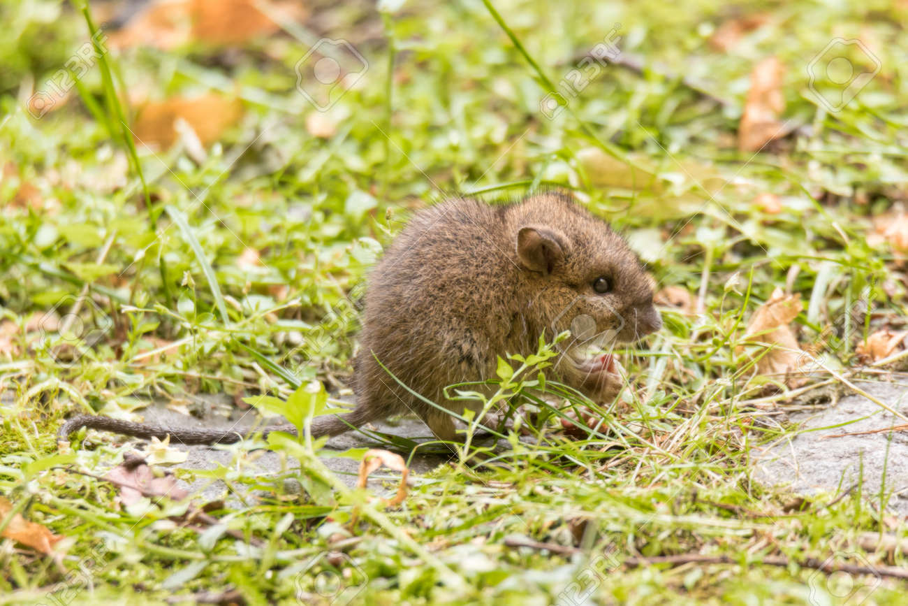 Wild Baby Mouse Or Rat On Garden Lawn Stock Photo Picture And Royalty Free Image Image Wild Baby Mouse Or Rat On Garden Lawn Stock Photo Picture And Royalty Free Image Image