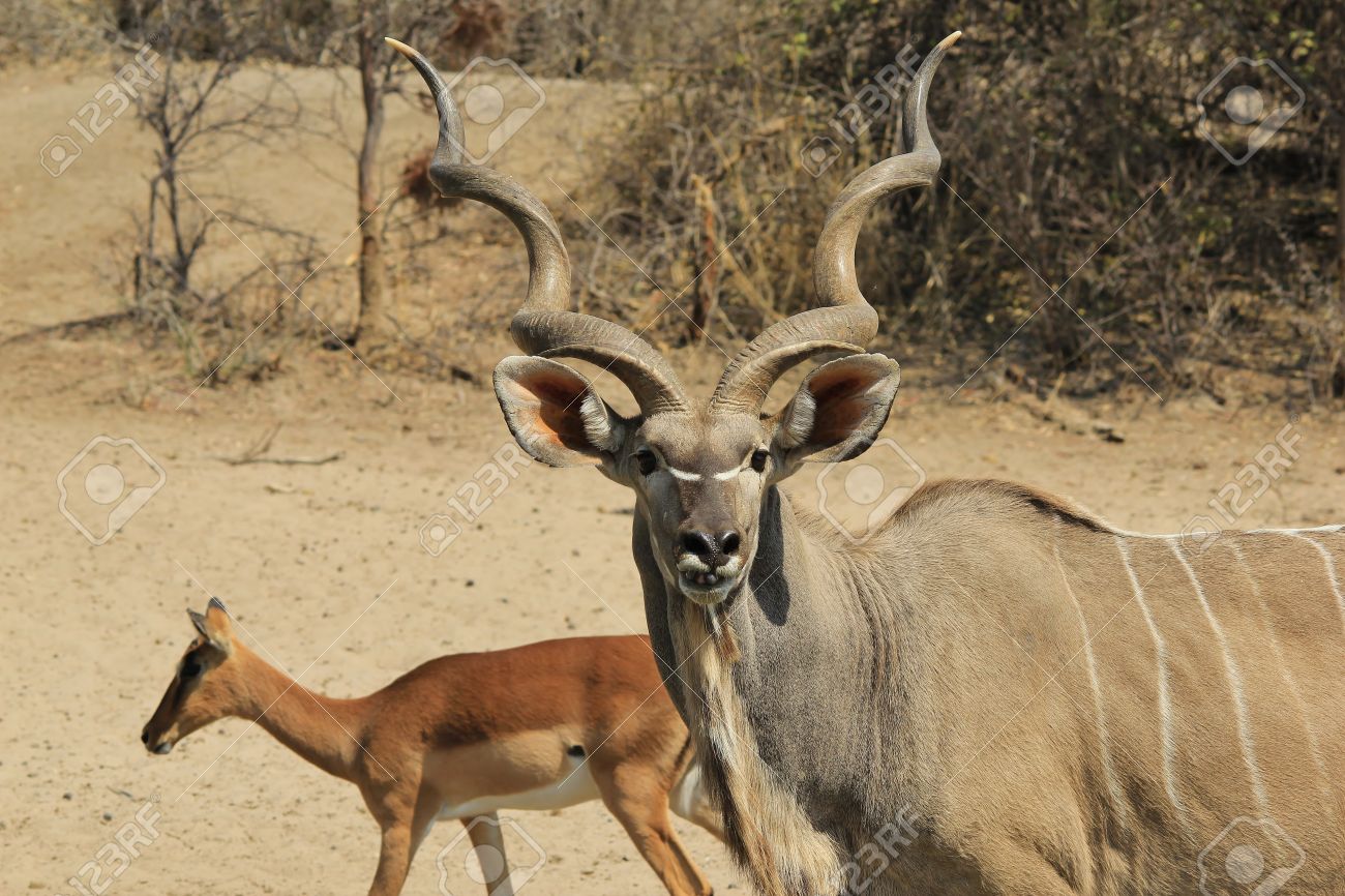 Kudu Antelope - Wildlife Background From Africa - Spiral ...