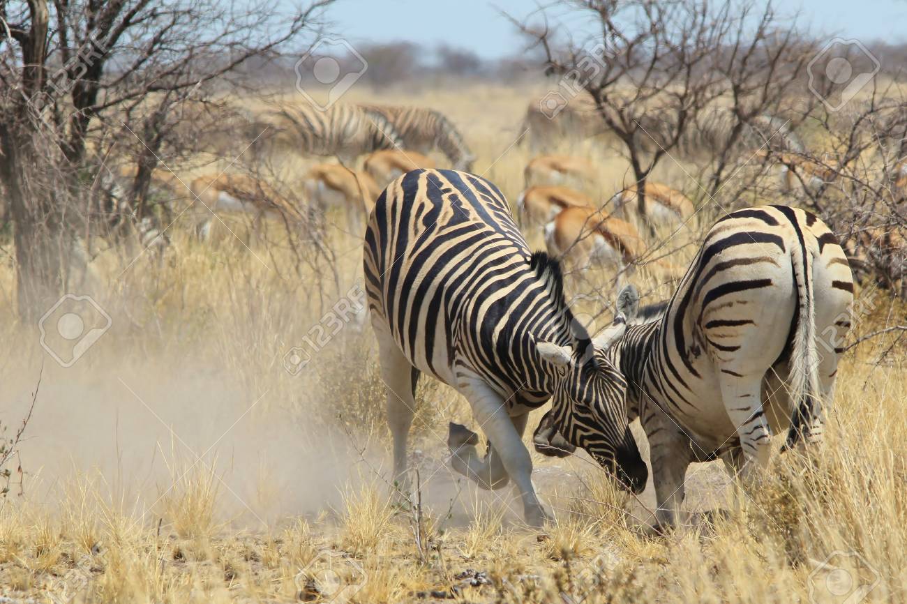 シマウマ アフリカの野生動物の背景 素晴らしい自然と彼女の動物王国 の写真素材 画像素材 Image シマウマ アフリカの野生動物の背景 素晴らしい自然と彼女の動物王国 の写真素材 画像素材 Image