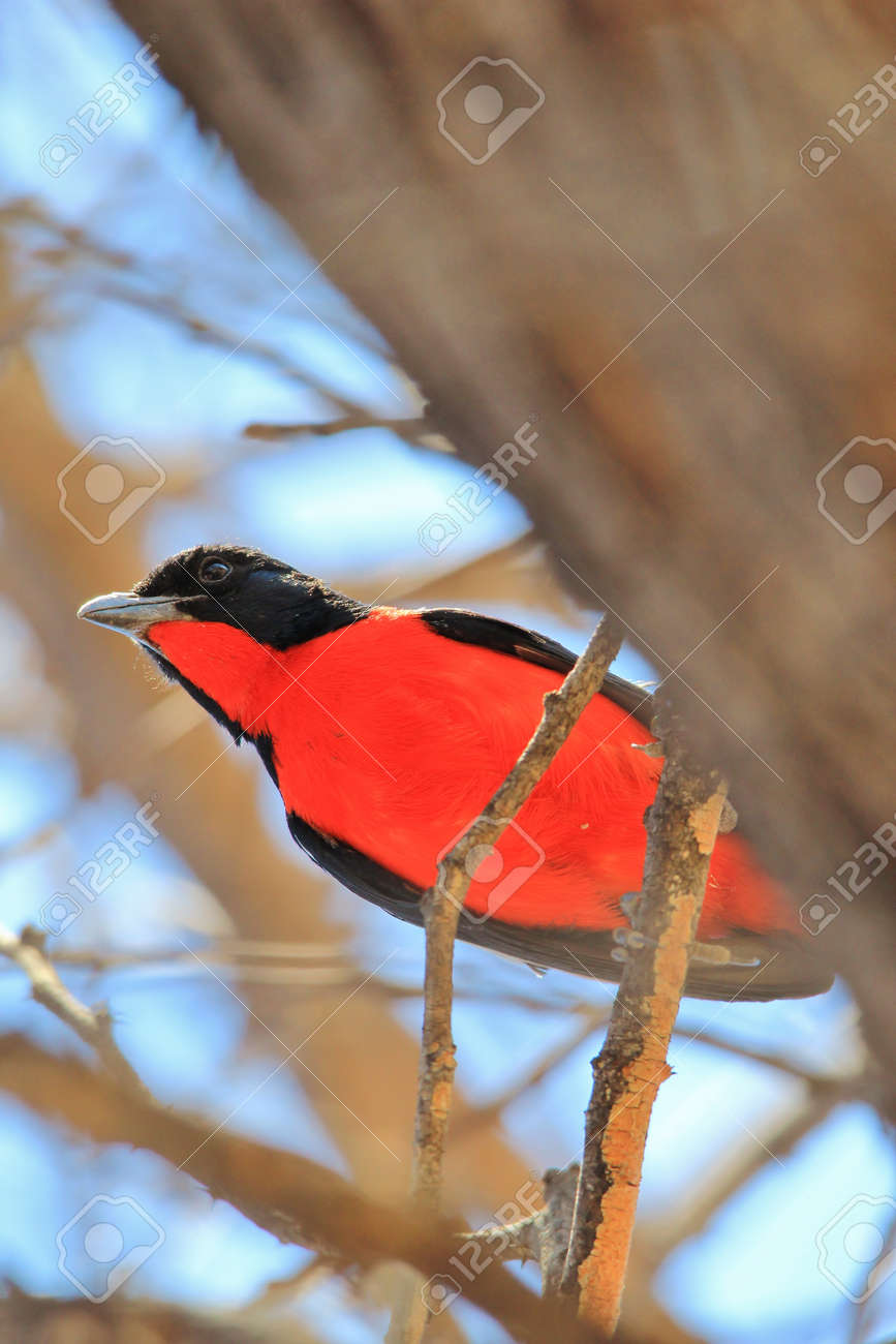 Gonolek Rouge Et Noir Sauvage Oiseau Coloré Fond De Lafrique Belle Rouge