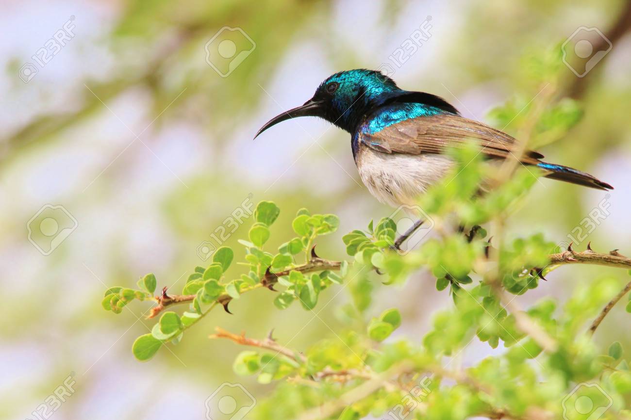 wildbird sunbird