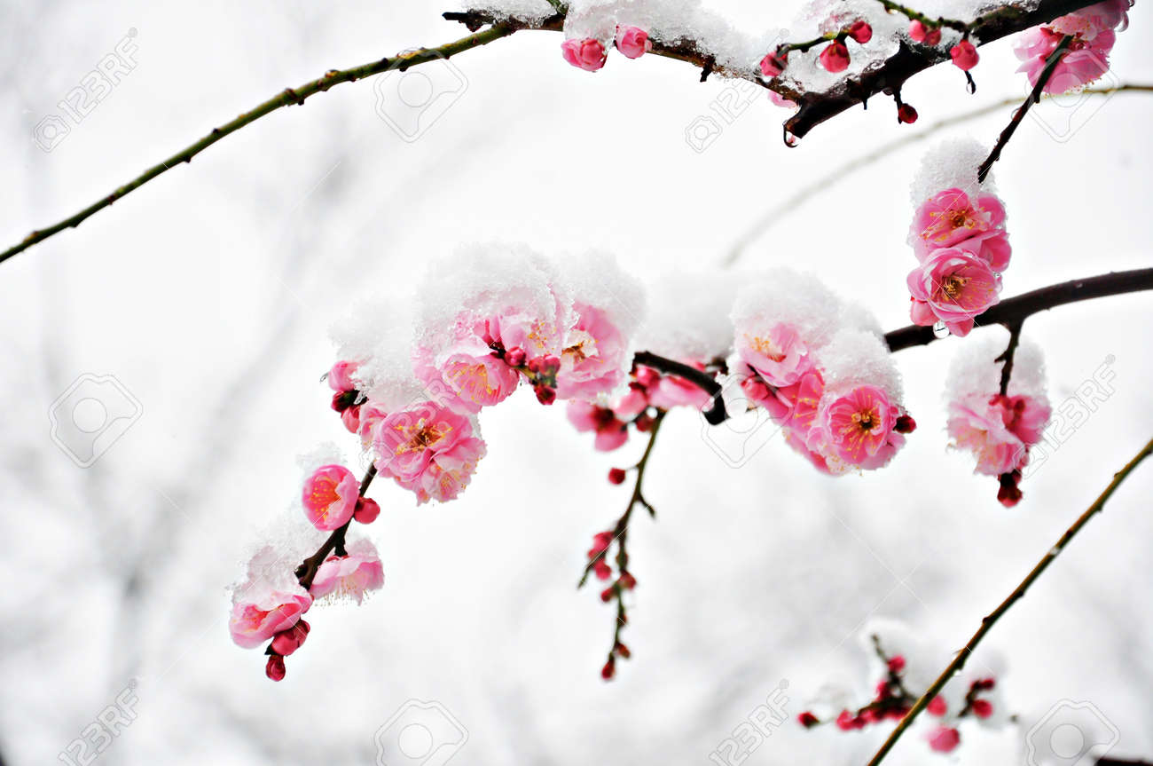 雪の中で白い背景の下でピンクの梅の花 の写真素材 画像素材 Image