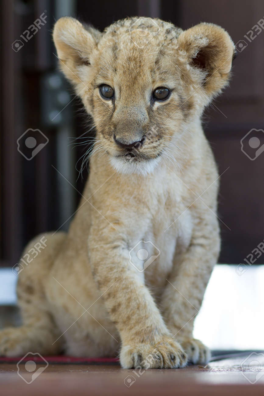 Collection De Photos De Bebe De 2 Mois Lionceau Male Petite Creature Tres Mignon Banque D Images Et Photos Libres De Droits Image Collection De Photos De Bebe De 2 Mois Lionceau Male Petite Creature Tres Mignon Banque D Images Et Photos Libres De Droits Image