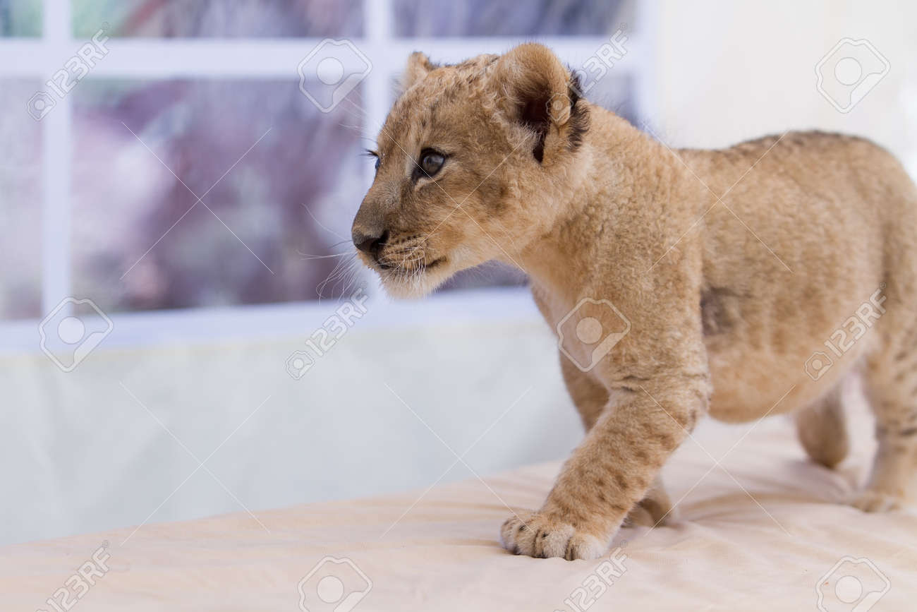 Collection De Photos De Bebe De 2 Mois Lionceau Male Petite Creature Tres Mignon Banque D Images Et Photos Libres De Droits Image Collection De Photos De Bebe De 2 Mois Lionceau Male Petite Creature Tres Mignon Banque D Images Et Photos Libres De Droits Image