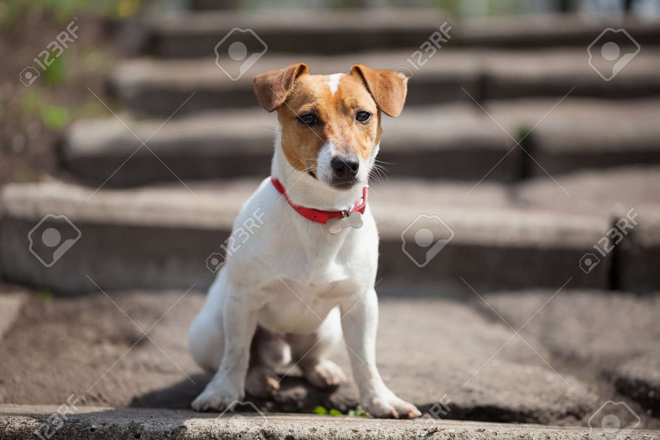Seul Jack Russell Chiot Assis Seul Sur Lescalier Extérieur Petit Chien Domestique Mignon Bon Ami Pour Une Famille Et Des Enfants Race Canine