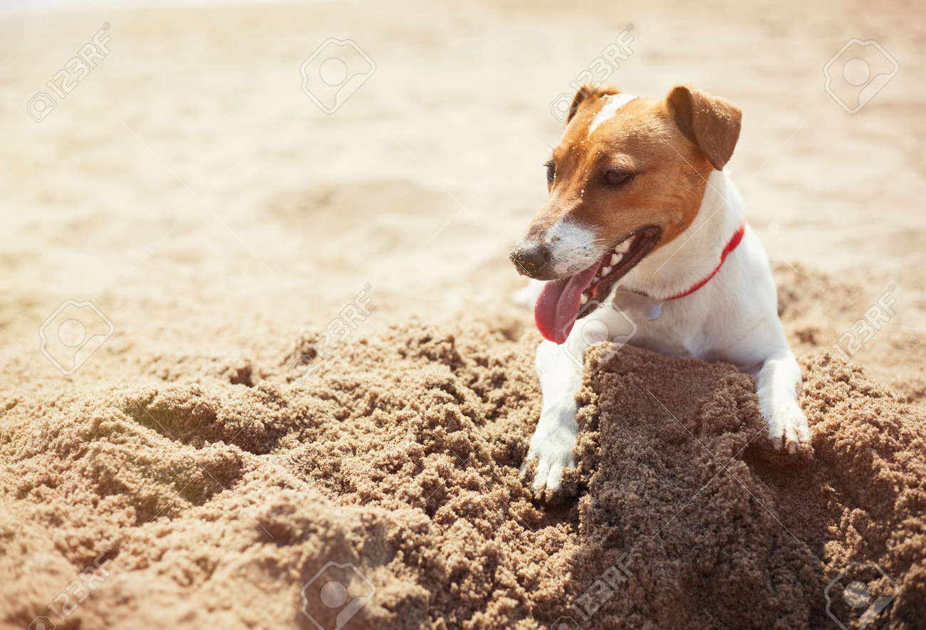 jack russell digging