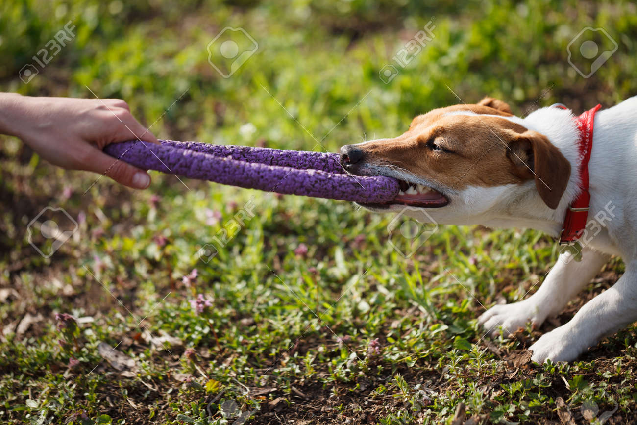 jack russell puppy biting