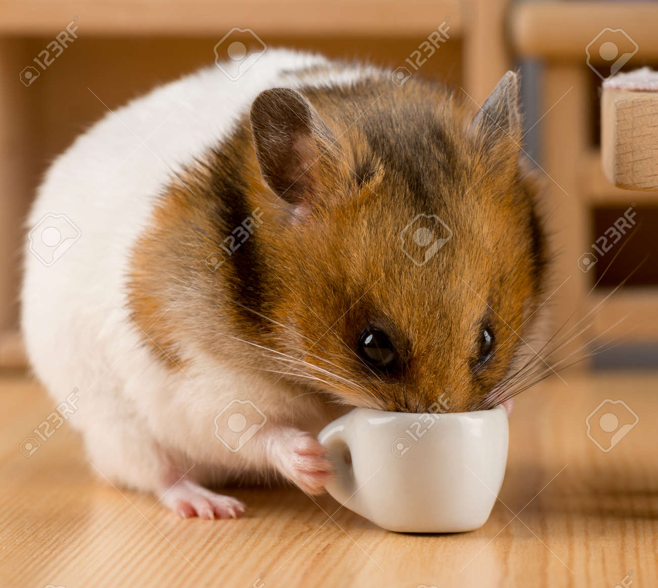 hamster drinking