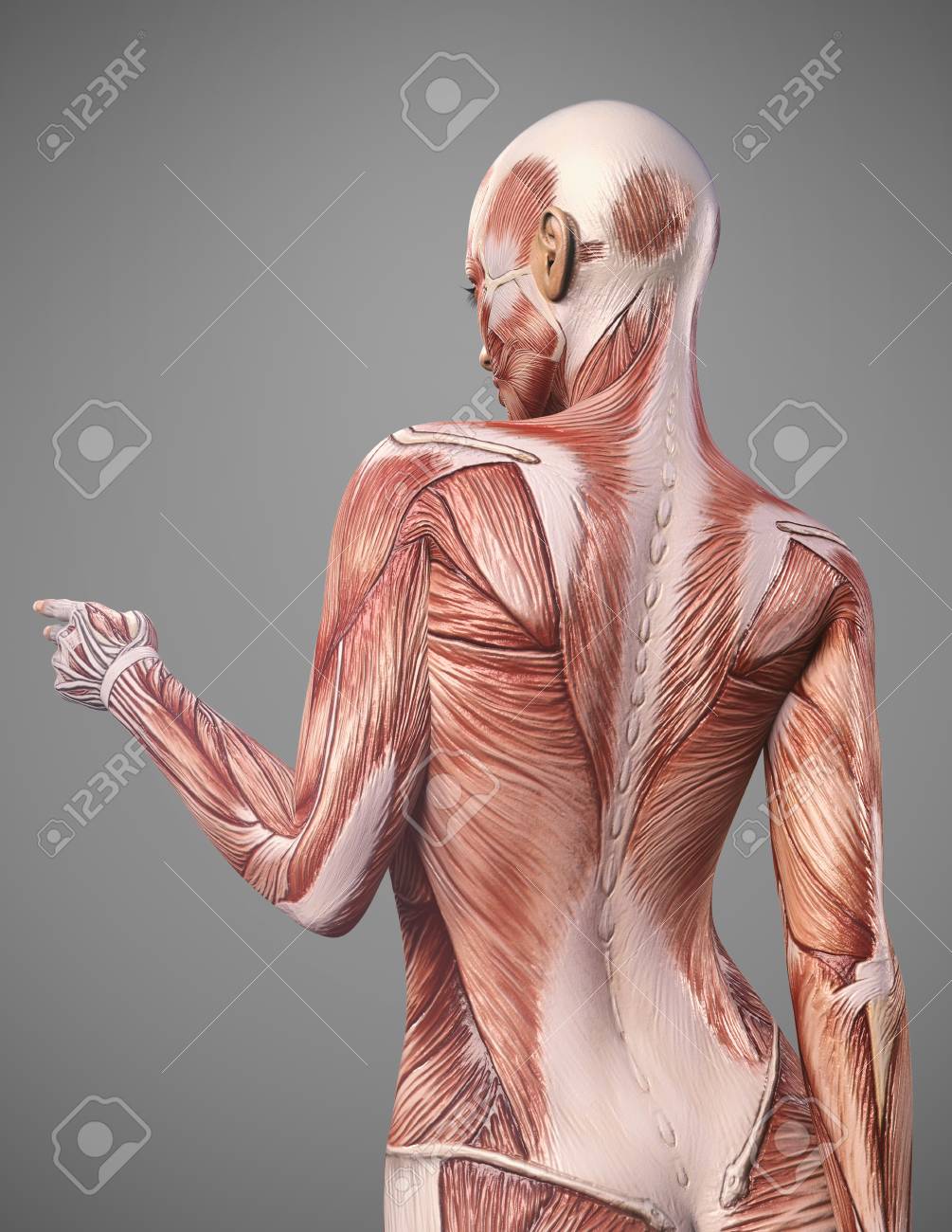 Back Muscle Anatomy Of Woman Render Stock Photo Picture And Royalty Free Image Image 94245885
