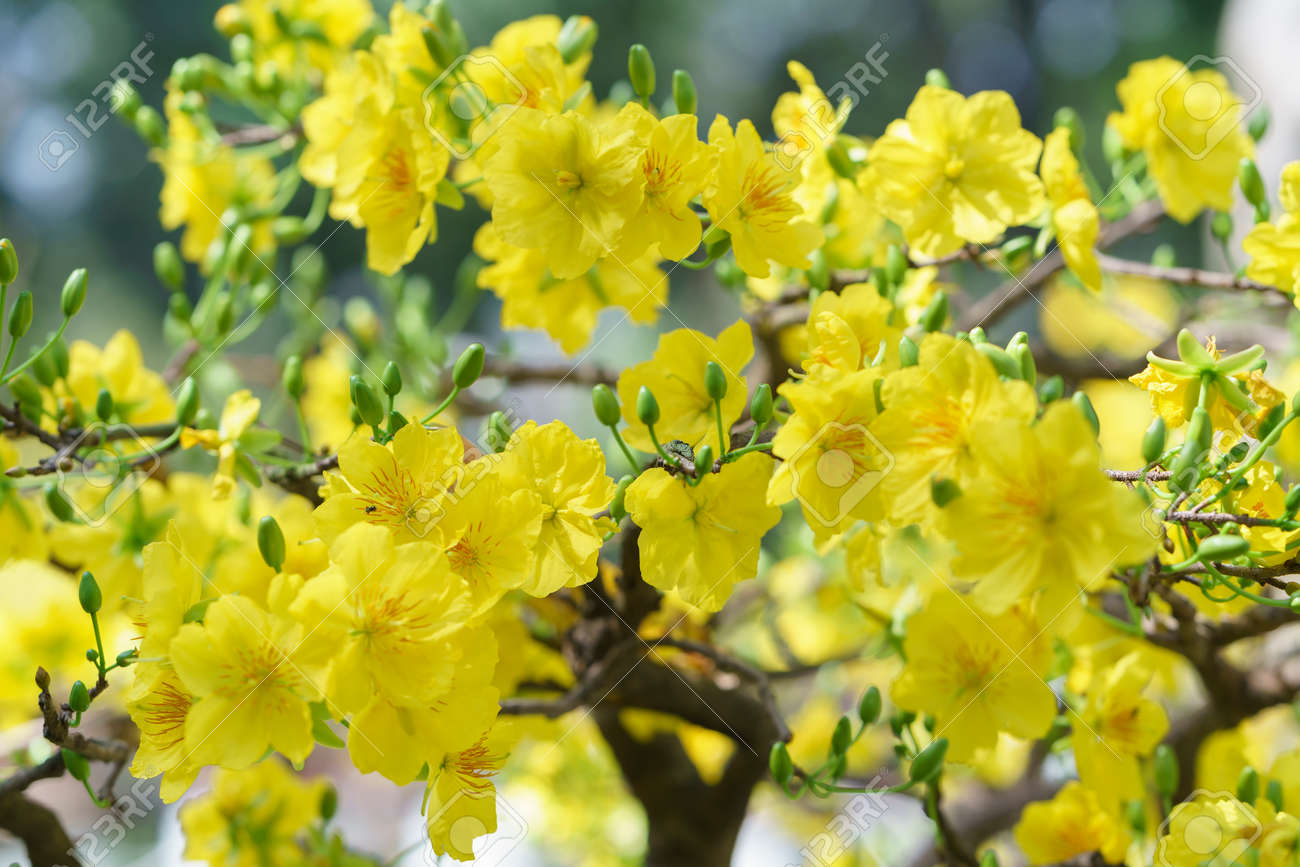 アプリコット花ベトナム旧正月の香り黄花咲く春の信号が来て これは 幸運の象徴的な花お正月 の写真素材 画像素材 Image