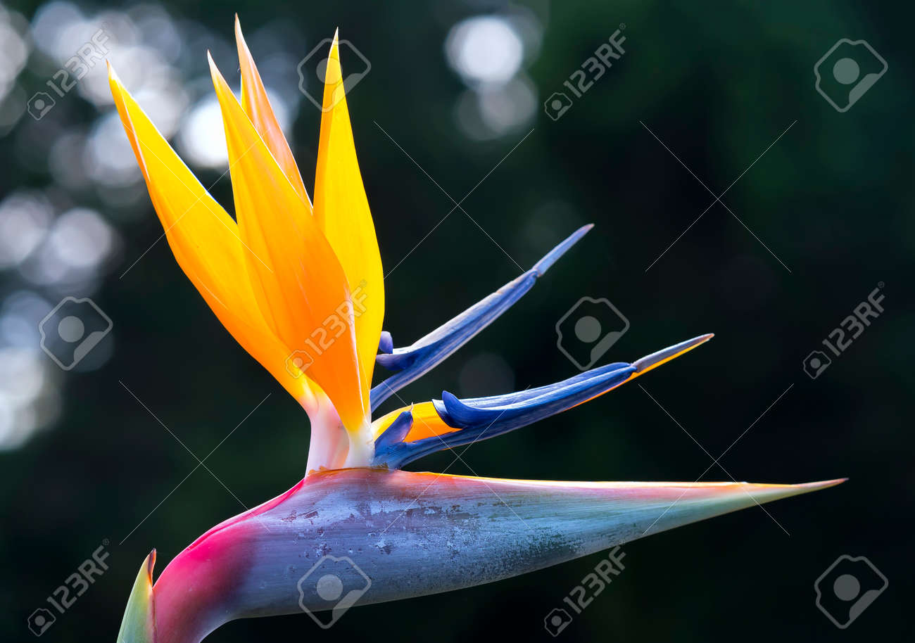 楽園花が咲き 庭の花 これは生活の中の自由を表現飛ぶ鳥を象徴する花です の写真素材 画像素材 Image