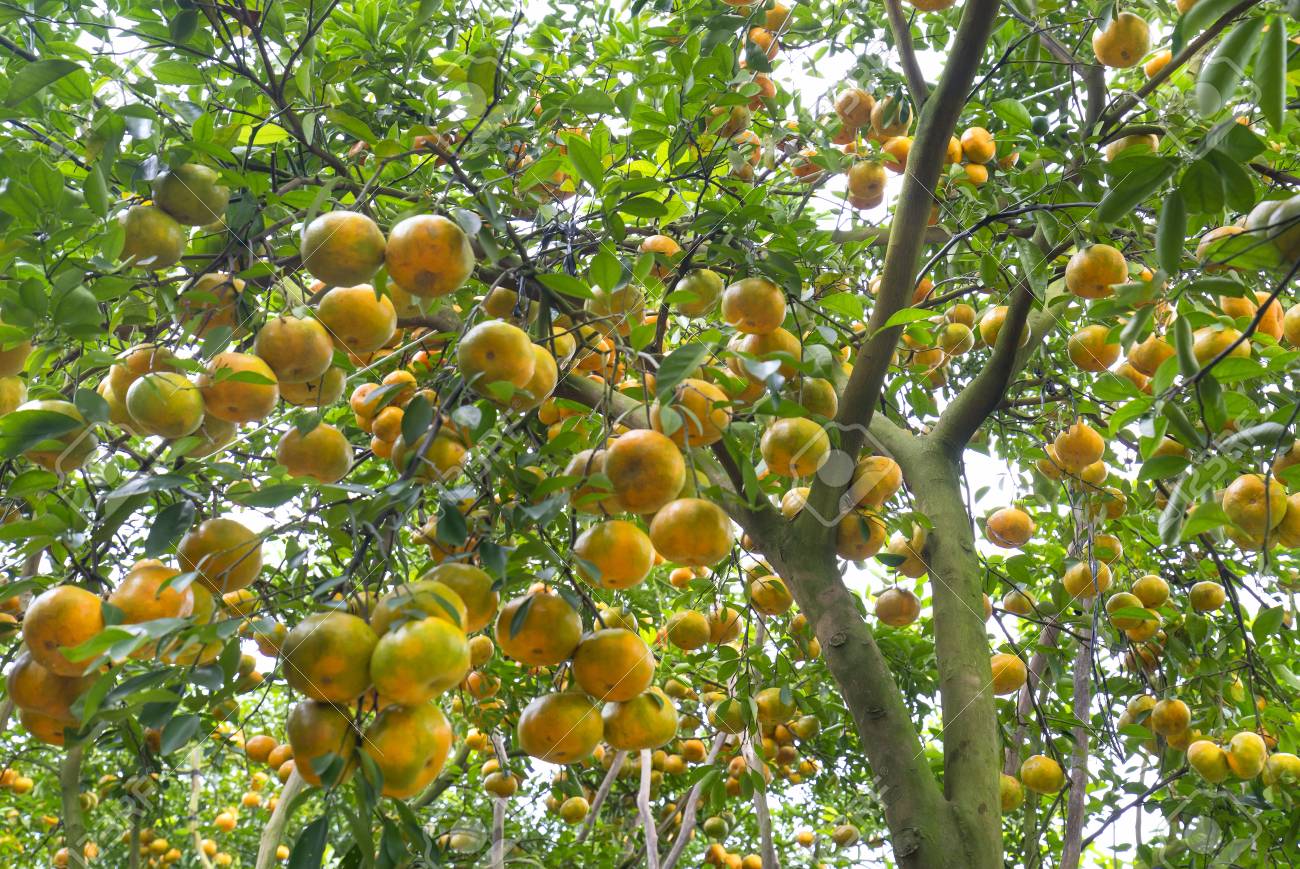 Fruta amarela em uma árvore