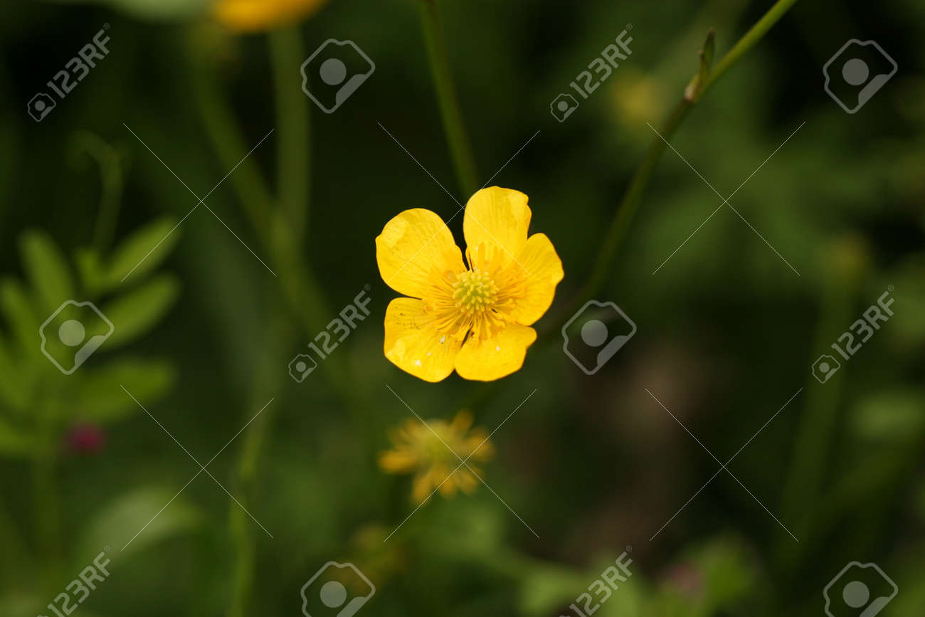 etiam-dictum-ipsum-a-felis