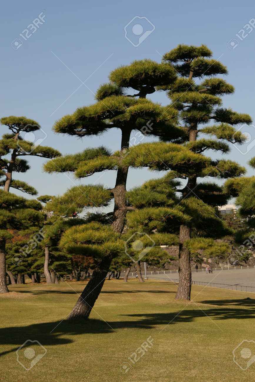 松の木 【公式通販】