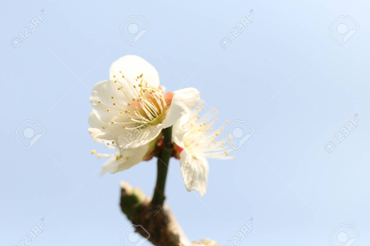 매화 로열티 무료 사진, 그림, 이미지 그리고 스톡포토그래피. Image 18336549 매화
