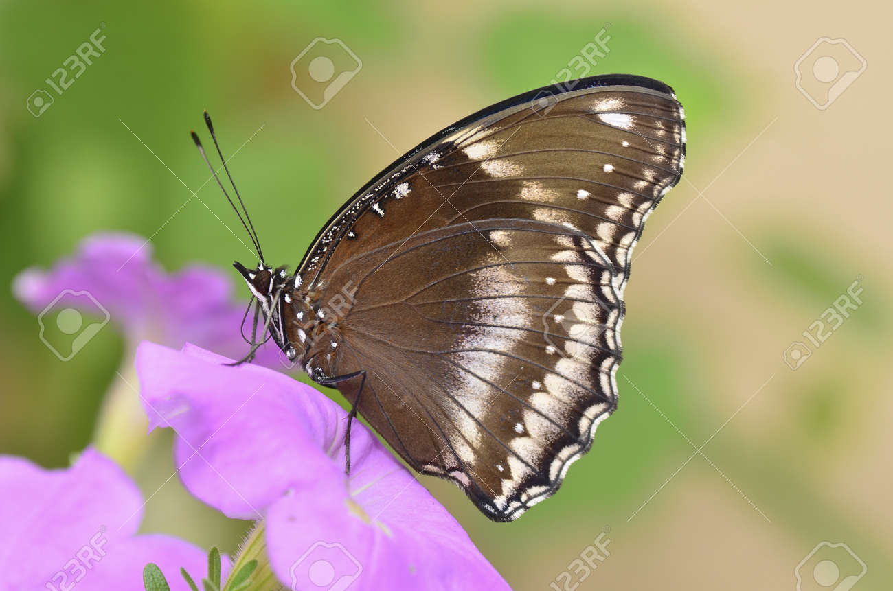 Blue Moon Butterfly on pink petunia flower - 11694994 Blue Moon Butterfly on pink petunia flower - 11694994
