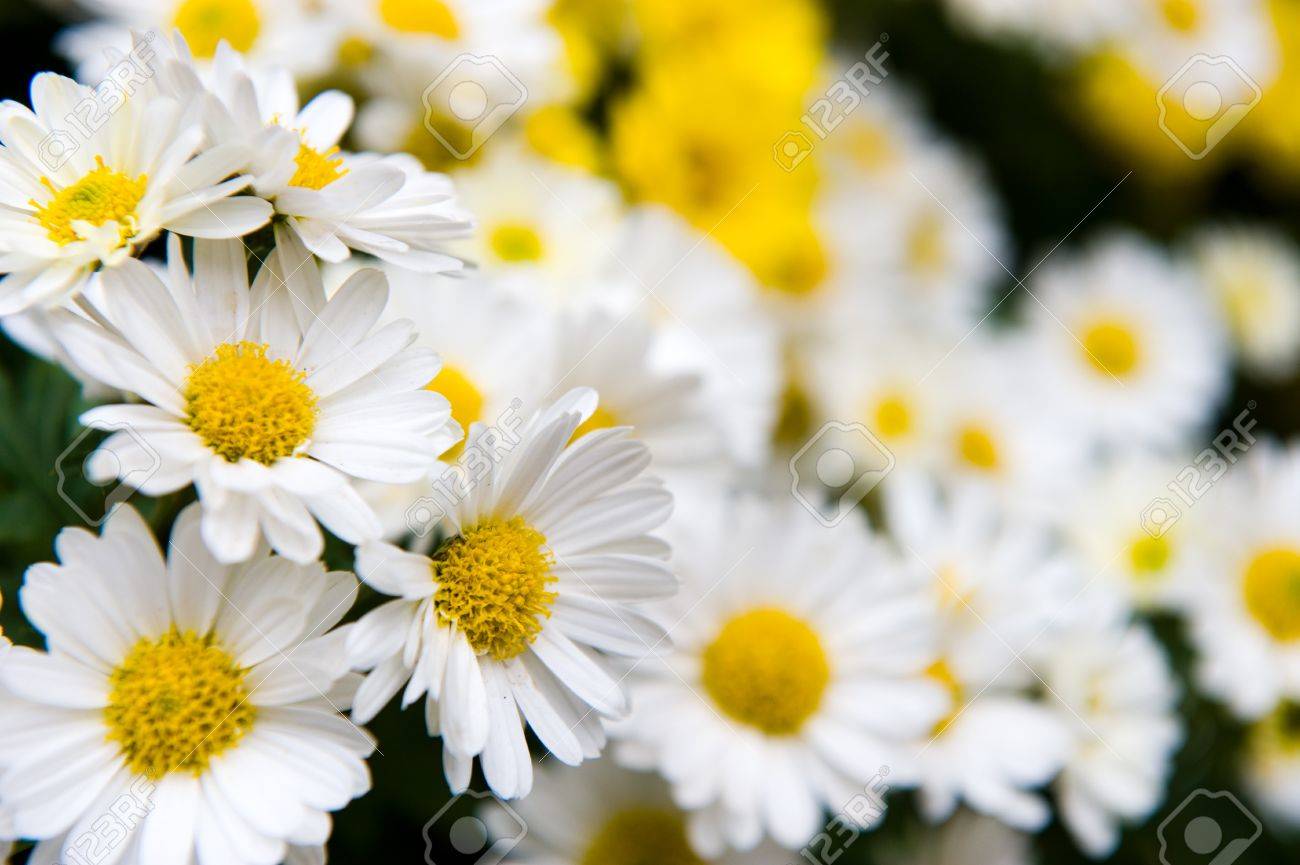 White and 2024 yellow daisies