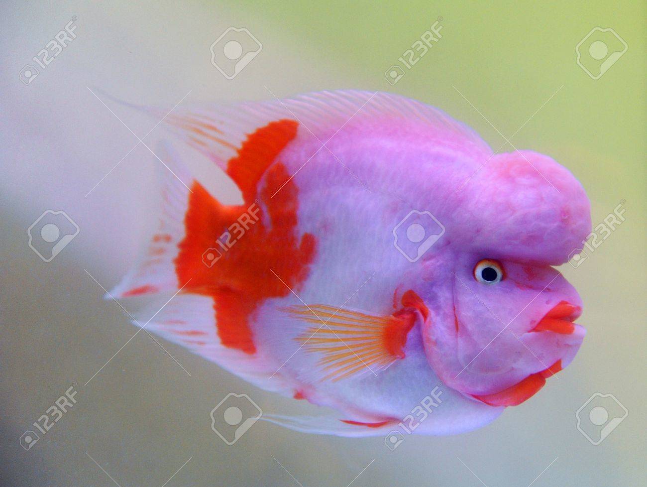 美しい壮大な魚は Cichlasomacitrinellum の名前を持つ中央アメリカ ニカラグア コスタリカから来る 中国でその名前が Shouxing の魚 平均幸運および長寿です の写真素材 画像素材 Image