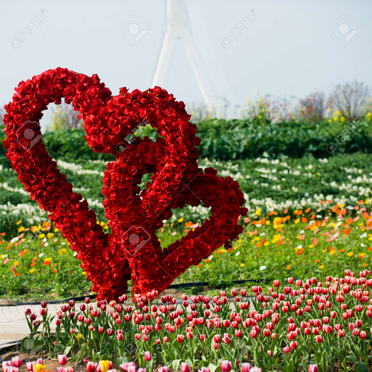 heart of roses in