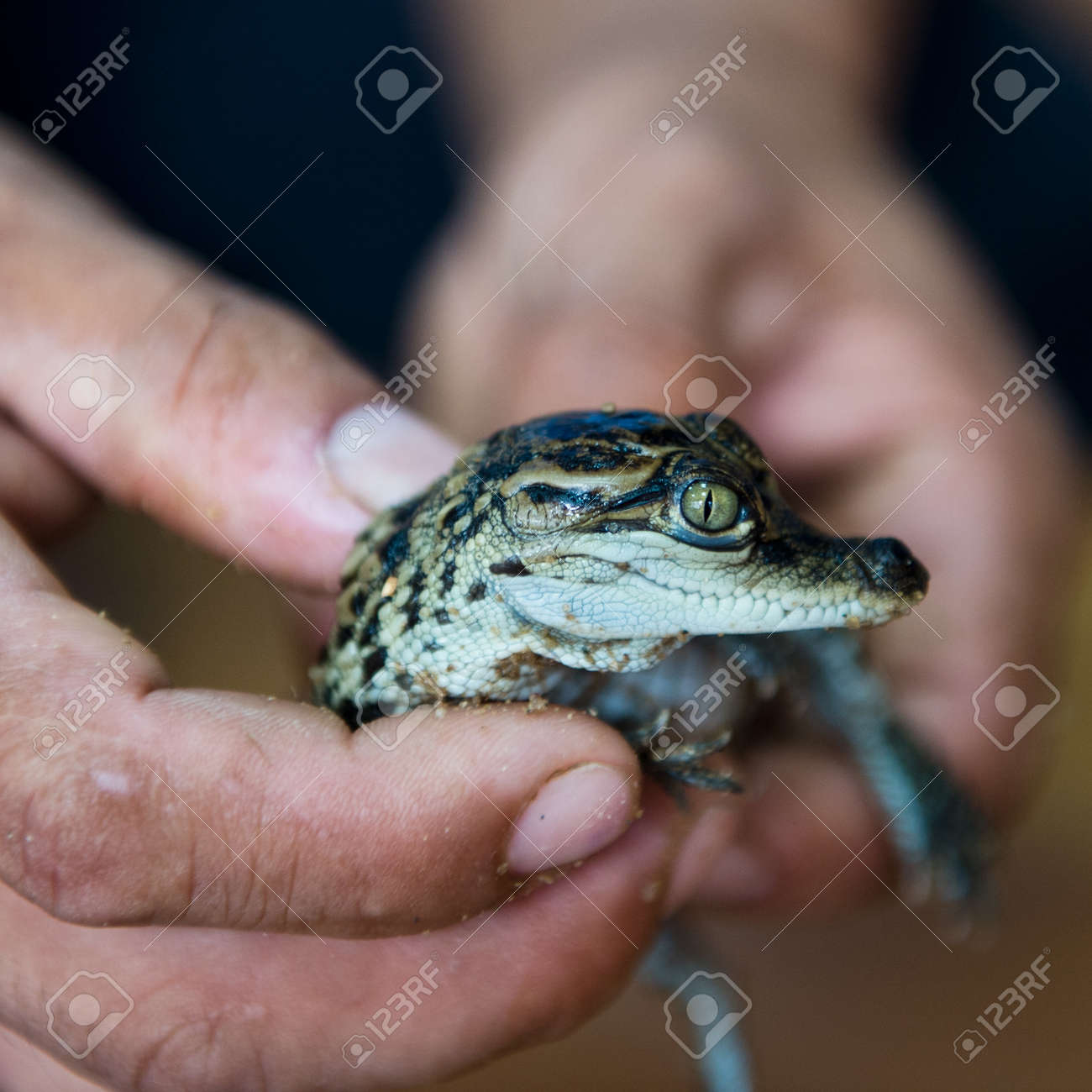 手に小さな赤ちゃんワニを保持 の写真素材 画像素材 Image