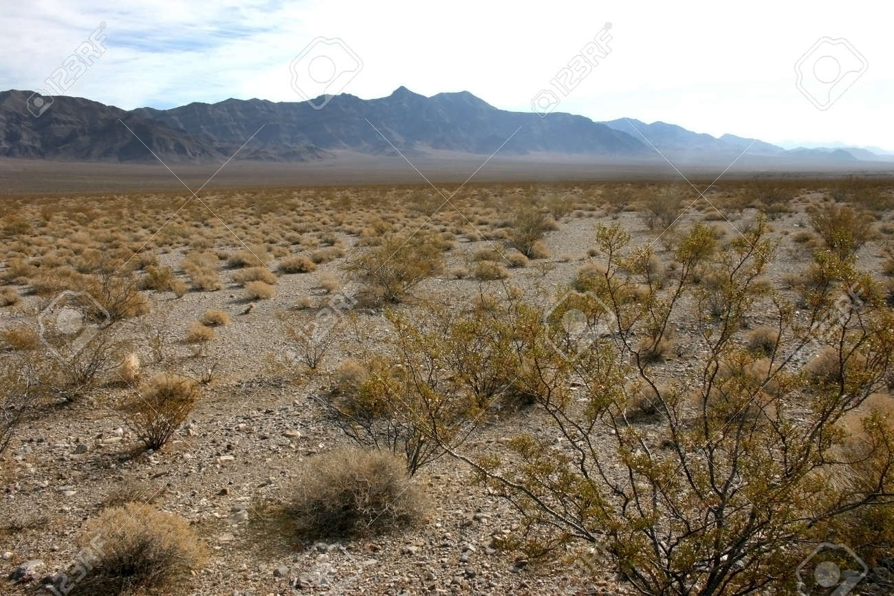 アメリカ アリゾナ州の山々 の背景に乾燥した砂漠の植物 の写真素材 画像素材 Image
