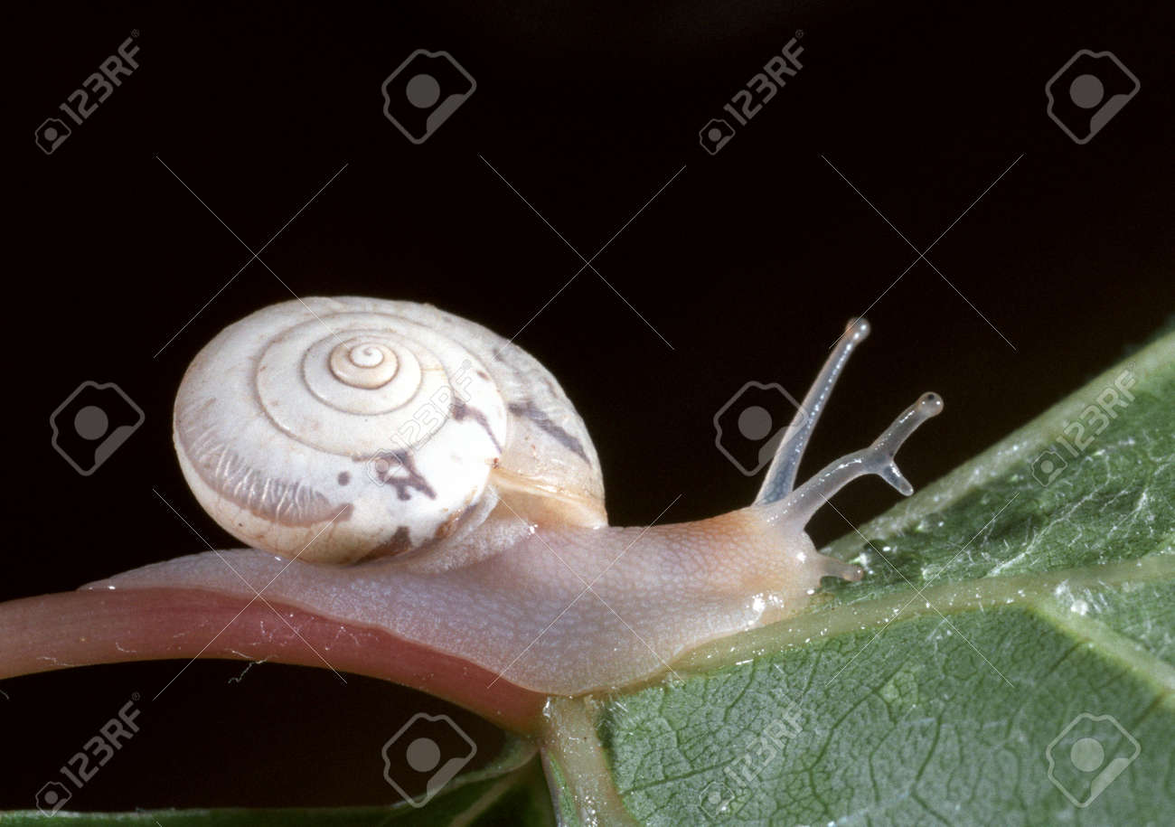 目の茎に寄生虫を持つ陸カタツムリ の写真素材 画像素材 Image