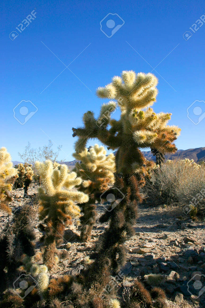 ジョシュアツリー国立公園のチョラサボテン園 の写真素材 画像素材 Image