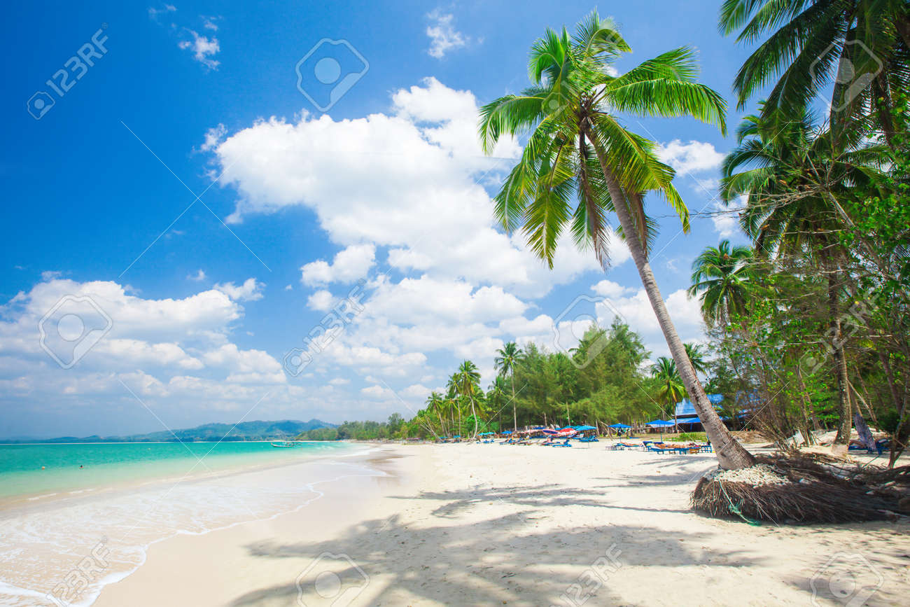 コンプリート ビーチ 素材 木 0以上の自然なアイデア