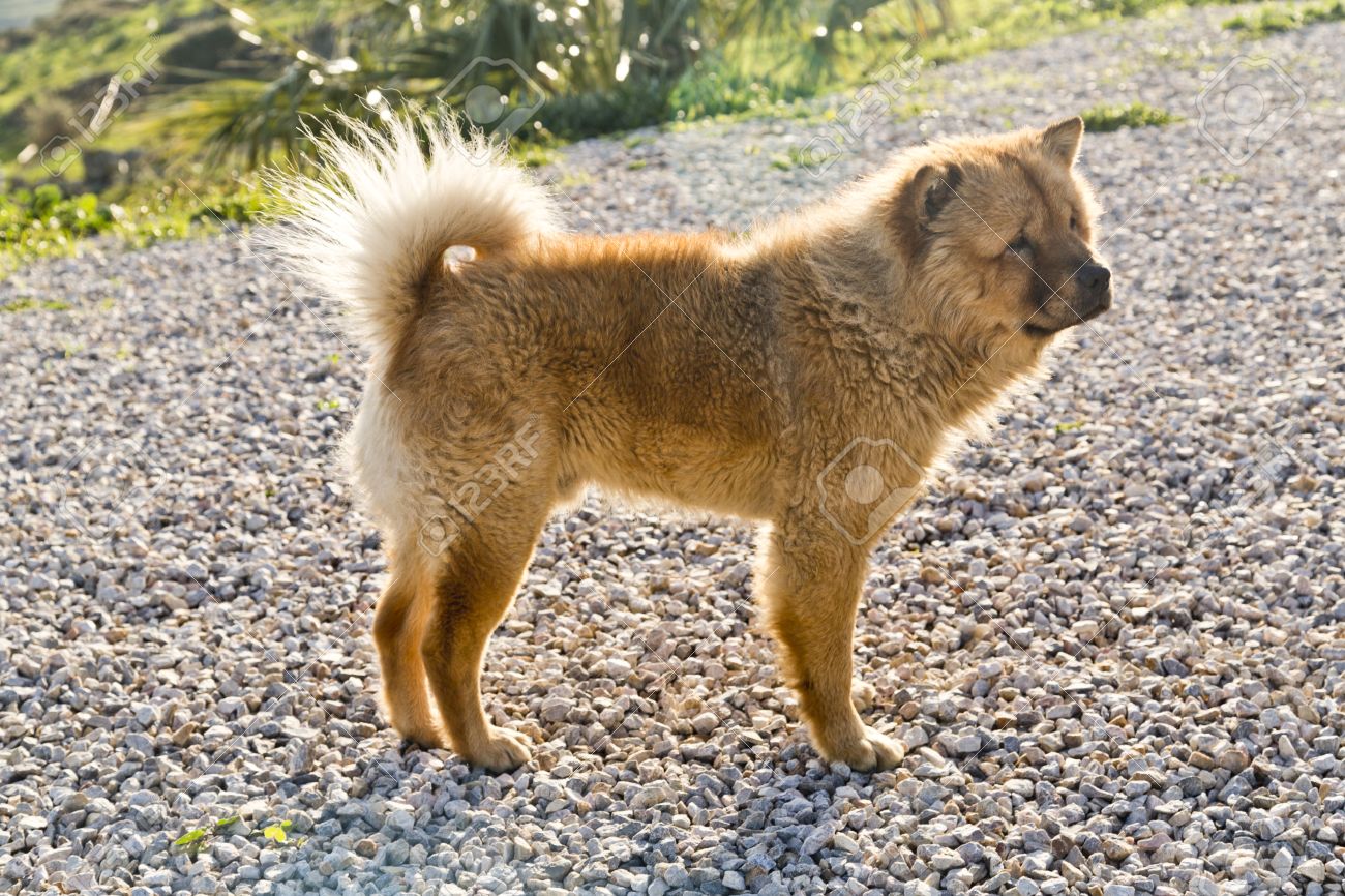 korean chow chow