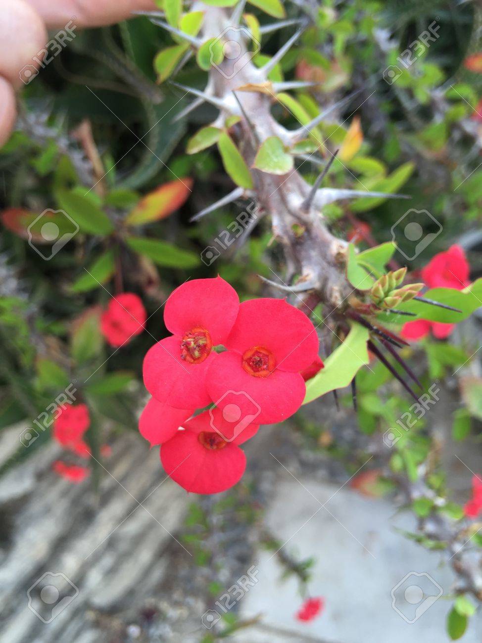 etiam-dictum-ipsum-a-felis